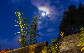 landscape design newcastle
