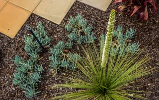 landscape design nelson bay