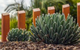 landscape design nelson bay