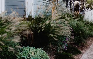 Soft landscape plants in this cottage garden in Hamilton