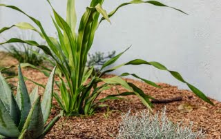 Soft landscape garden plants