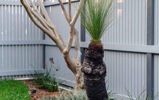 Mature grass tree in a soft native landscape garden