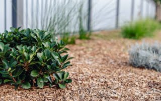 Soft landscaping plants